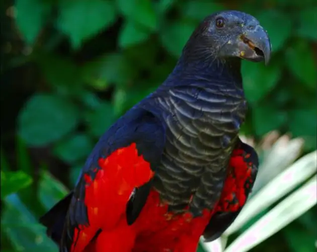 Red Body Dracula Parrot
