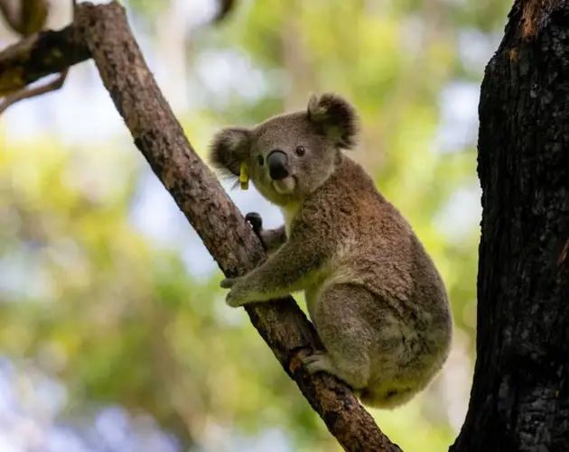 Koala In Tree