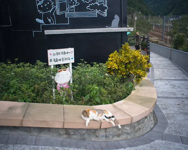 Cat Lounging On Bench