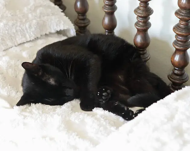 Cat Sleeping On Bed