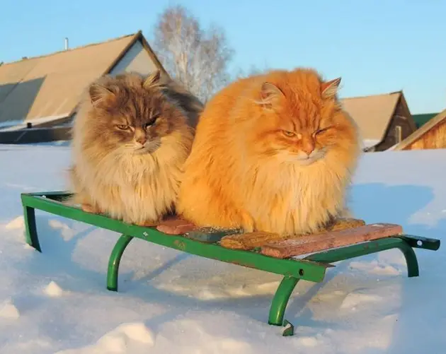 Cats On Sleigh