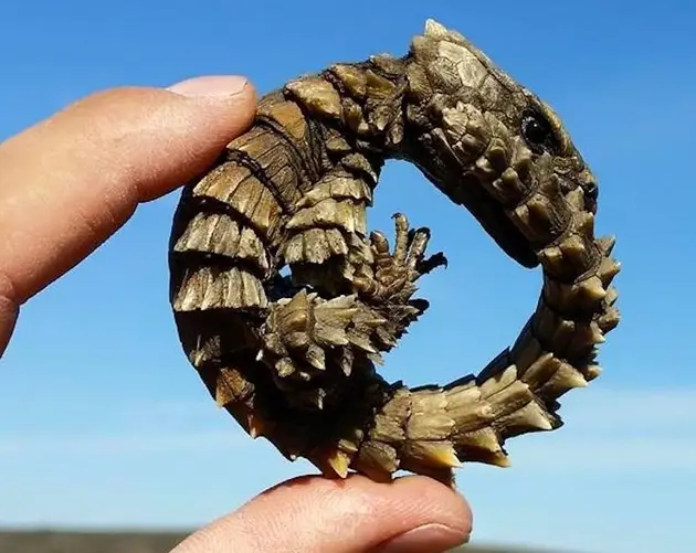 Curled Armadillo Lizard