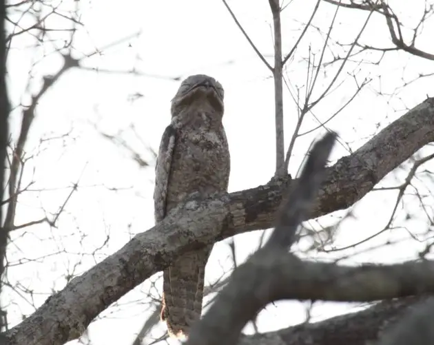 Scary Great Potoo Bird