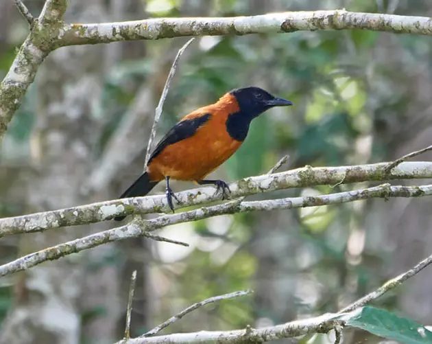 Hooded Pitohui On A Branch