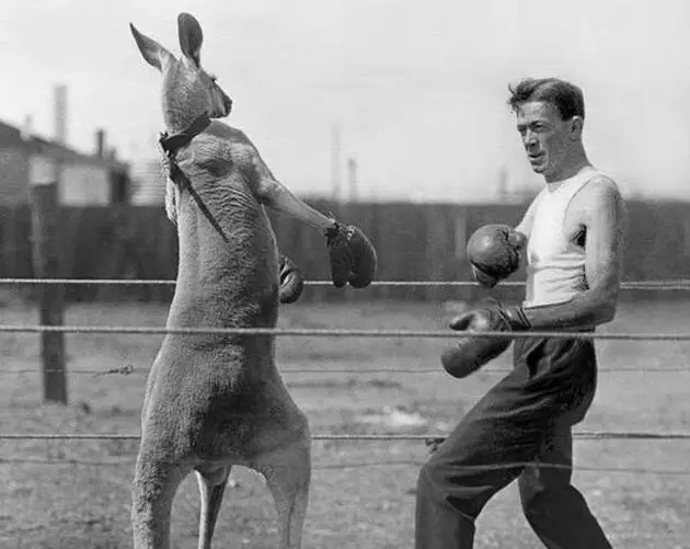 Strange Pictures Kangaroo Boxing