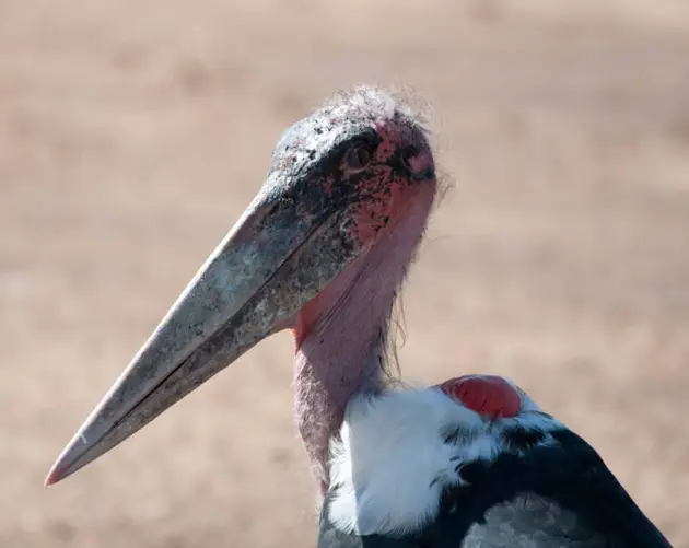 Marabou Stork Beak Up Close