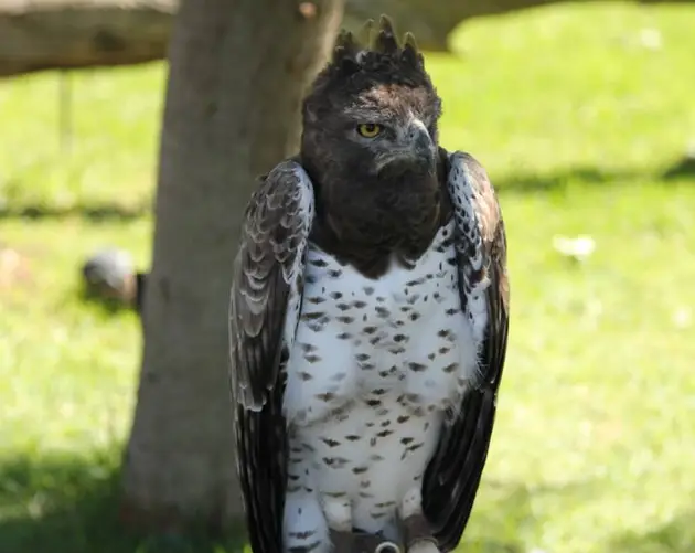 Martial Eagle Standing