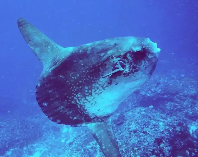 Mola Mola Swimming Near Reef
