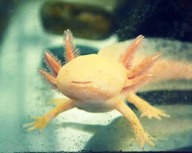 Pink Axolotl