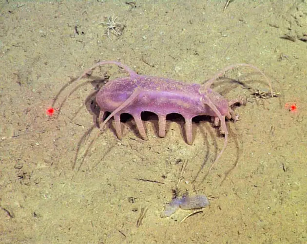 Scotoplanes Globosa