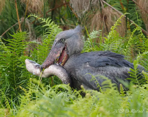 Shoebill Eating Lungfish