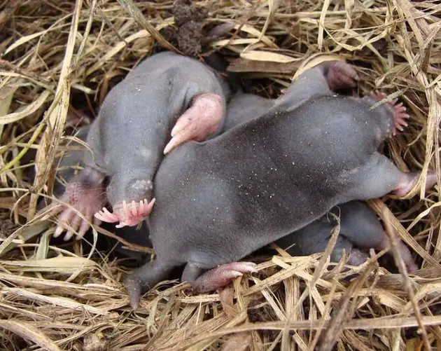 Star Nosed Mole Babies