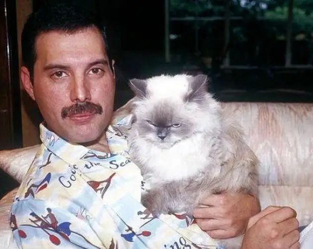 Mercury Holding Cat