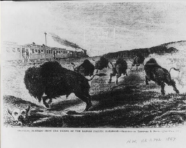 Shooting Buffalo From Train