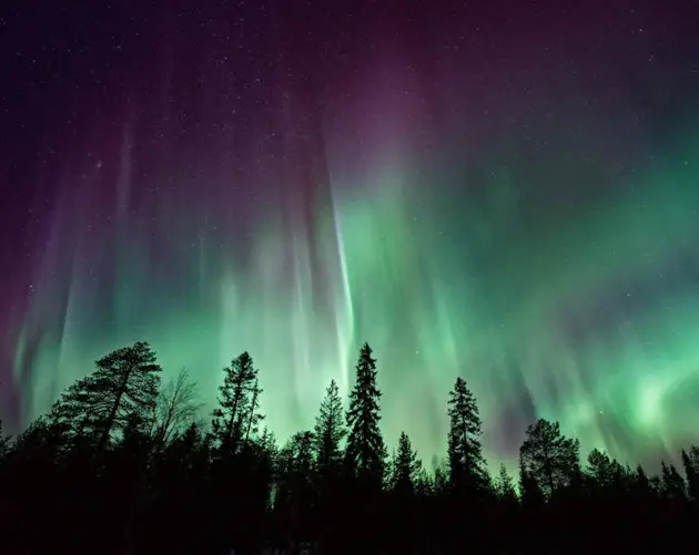 Purple Green Trees