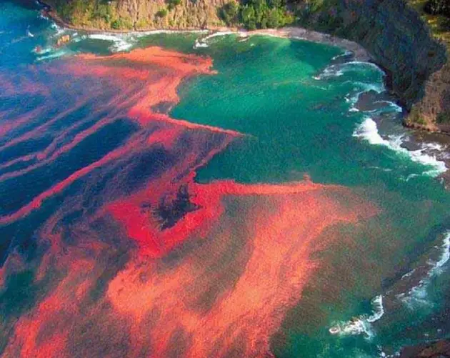 Tides Red