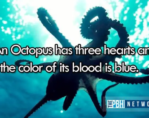 Octopus Hearts