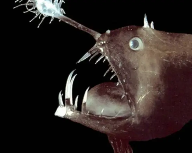 Face Of Linophryne Polypogon