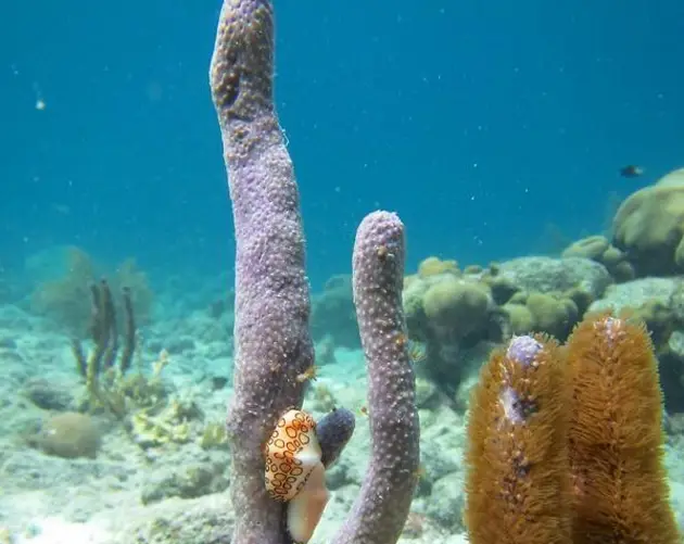 Flamingo Tongue Snail On Coral