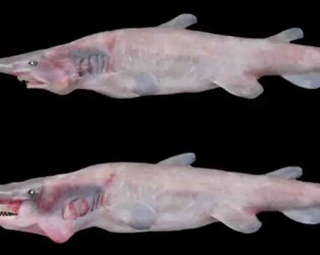 Goblin Shark Specimens