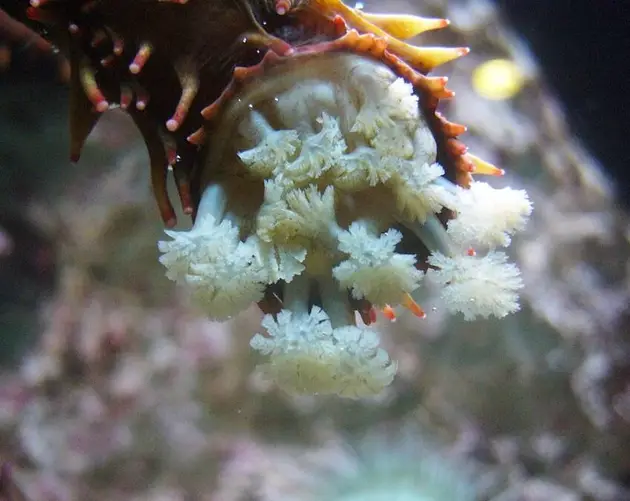 Head Of Apostichopus Californicus