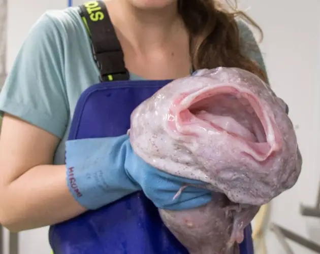 Researcher Holding Blobfish