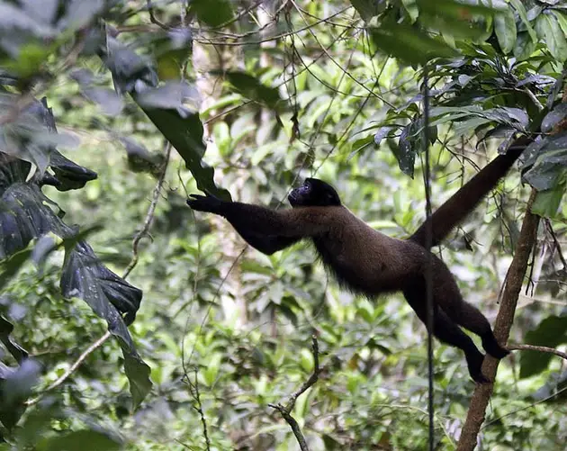 Monkey Stretch