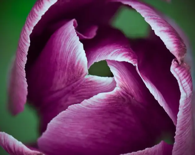 Spring Tulip Blooming