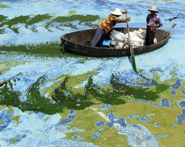 Algae Lake Hefei China