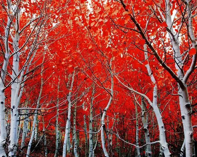 Red Leaves on Aspen Trees