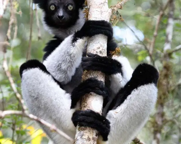 Indri Lemur