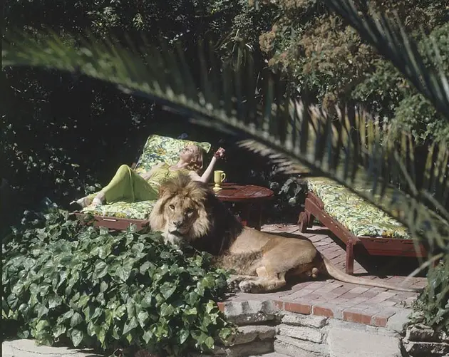 Tippi Hedren Sunbathes With Pet Lion