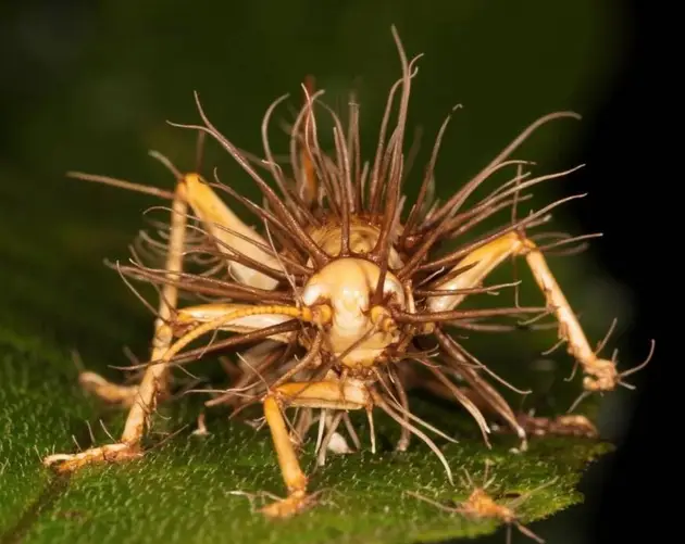 Grasshopper Infected With Fungus