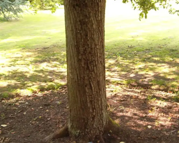 Newton Tree