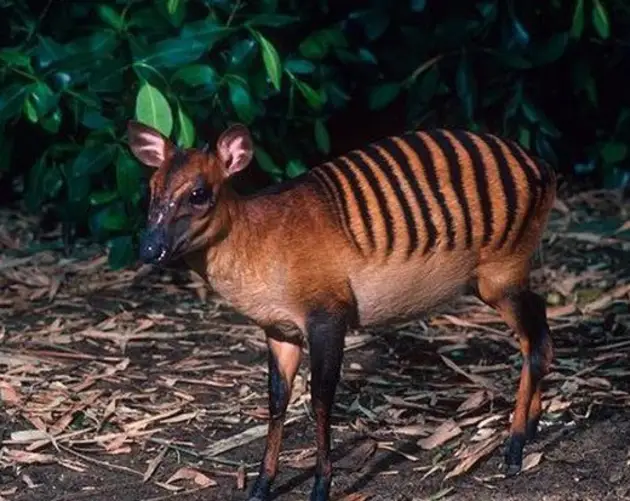 Zebra Duiker