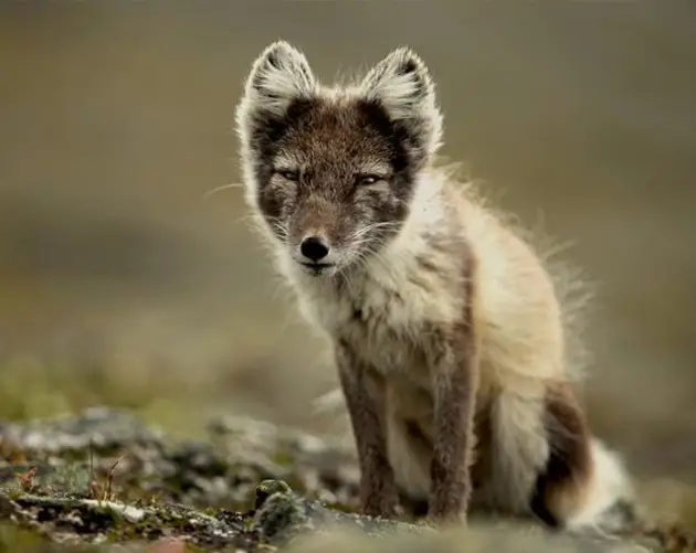 Arctic Fox