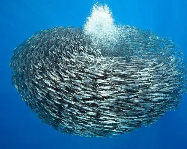 School of Blue Jack Mackerel