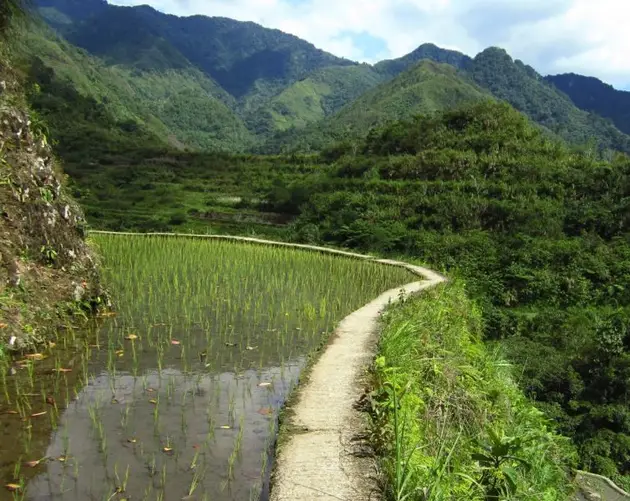Rice Terraces Mountainside
