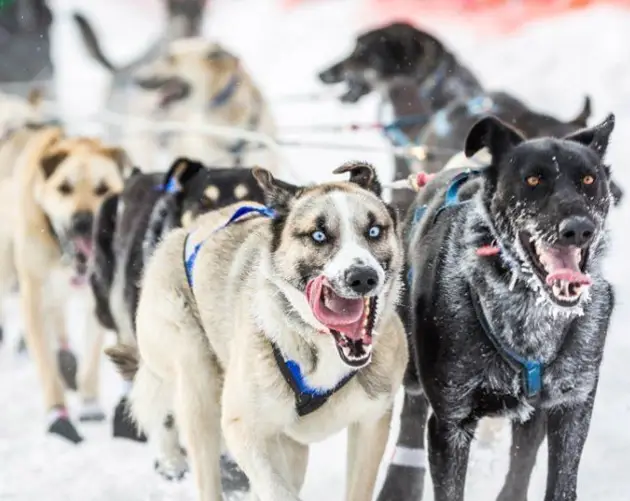 iditarod race crazy eyes