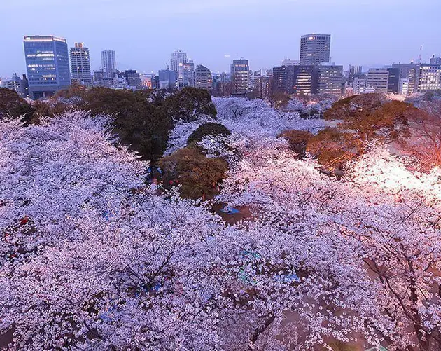 Beautiful Japan in Spring