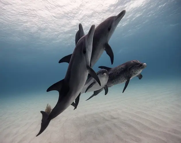 underwater animal photography dolphin pod