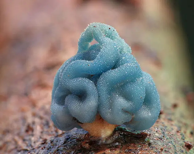 Coolest Mushrooms Leratiomyces