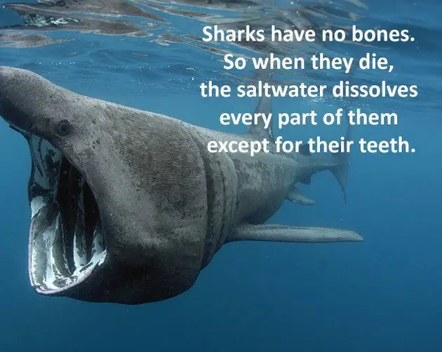 Sharks Have No Bones