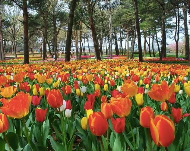 Hitachi Seaside Park Tulips