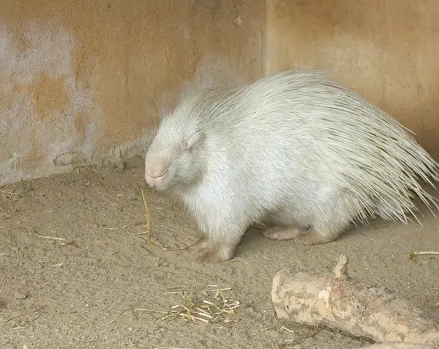 White Porcupine