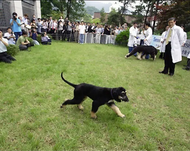 Dog Clone