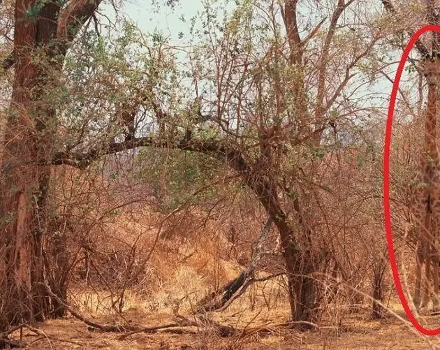 Giraffe Circled