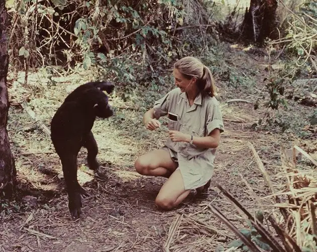 Jane Goodall With Chimp