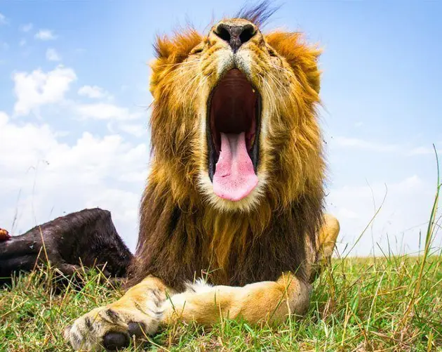 Lion Opening Mouth