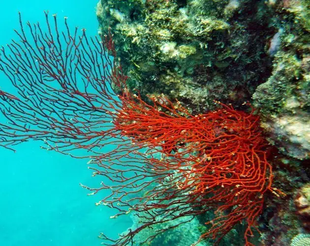 Red Coral